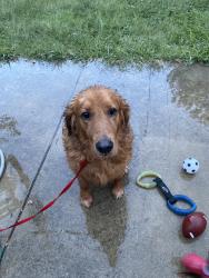Lost Male Dog last seen Fountain ferry park, Louisville, KY 40211