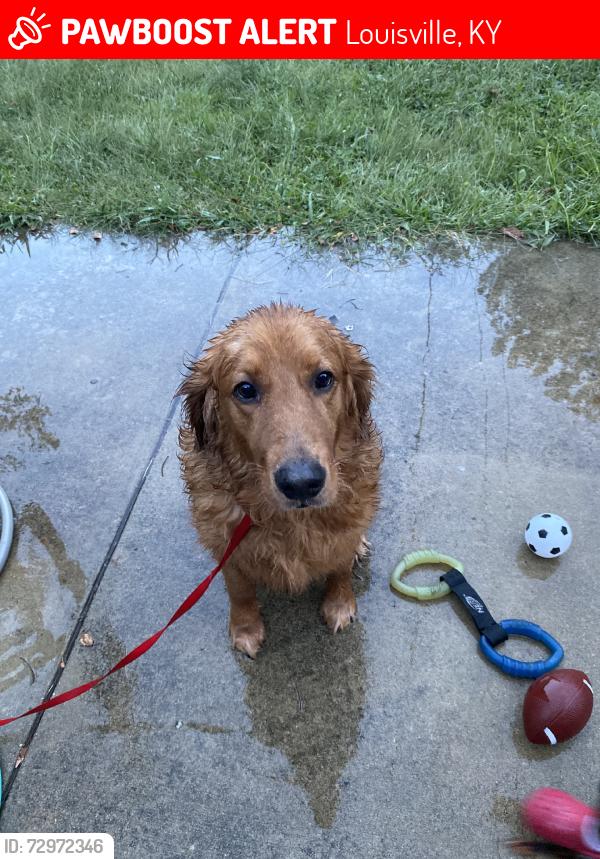 Lost Male Dog last seen Fountain ferry park, Louisville, KY 40211