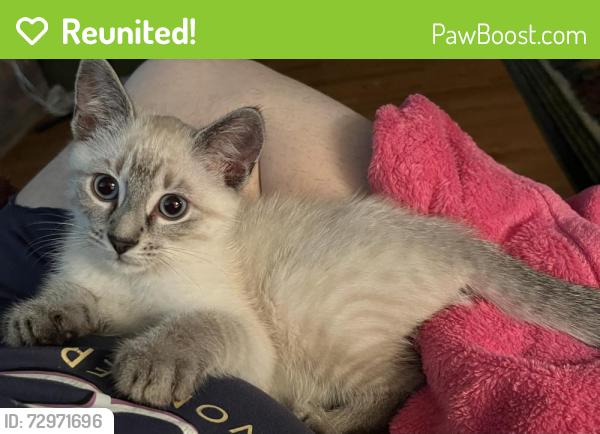 Reunited Male Cat last seen Near Lafayette Way Loganville, GA 30052, Loganville, GA 30052