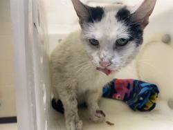 Shelter Stray Female Cat last seen 23RD/CLARKE, 3839 W Burnham St, West Milwaukee, WI 53215, USA