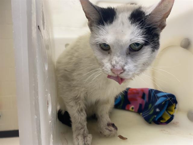 Shelter Stray Female Cat last seen 23RD/CLARKE, 3839 W Burnham St, West Milwaukee, WI 53215, USA