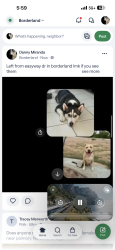 Lost Male Dog last seen Near easy way dr n songland , El Paso, TX 79932