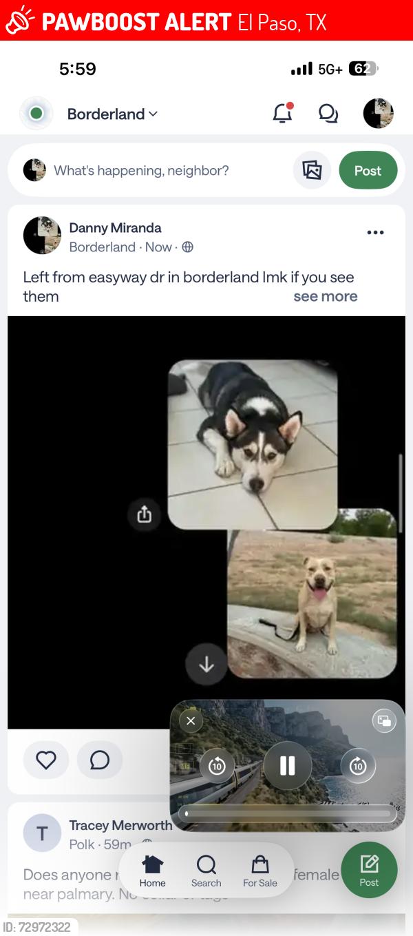 Lost Male Dog last seen Near easy way dr n songland , El Paso, TX 79932