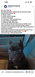 Lost Male Dog last seen 13th and Saint Paul , Wichita, KS 67203