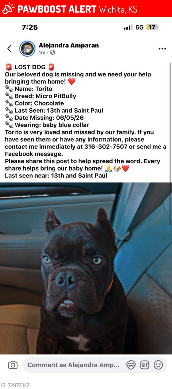 Lost Male Dog last seen 13th and Saint Paul , Wichita, KS 67203