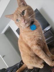 Lost Male Cat last seen E Washington St, Shelbyville, IN 46176