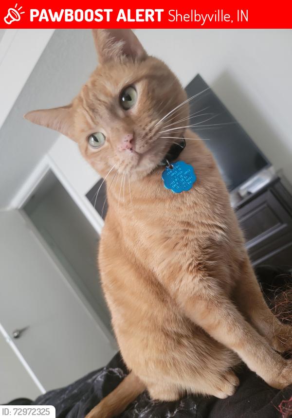 Lost Male Cat last seen E Washington St, Shelbyville, IN 46176