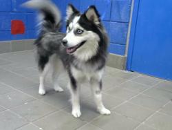 Shelter Stray Female Dog last seen PENNSYLVANIA & COMANCHI, Albuquerque, NM 87112