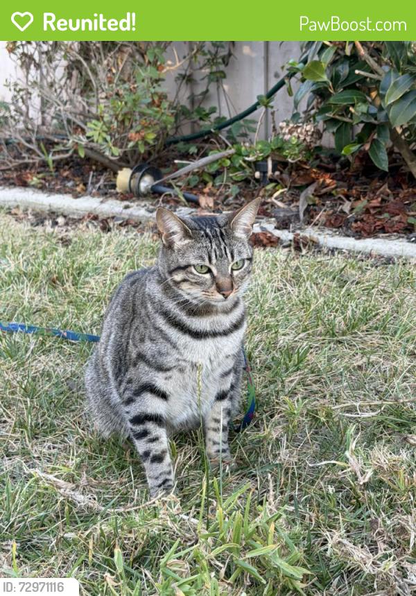 Reunited Female Cat last seen Near Moorland Heights Way, San Diego, CA 92121, USA, San Diego, CA 92121