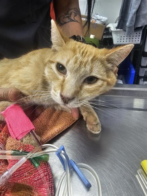 Shelter Stray Male Cat last seen Near BLOCK CONSTITUTION, Albuquerque, NM 87112