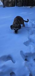 Lost Female Dog last seen Loop Rd, Clayton, NC 27527