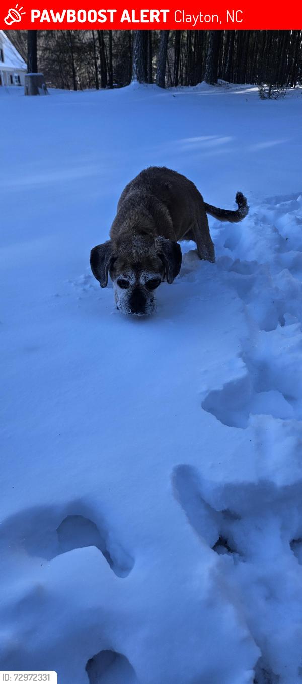 Lost Female Dog last seen Loop Rd, Clayton, NC 27527