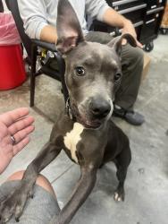 Found/Stray Female Dog last seen NW 150th and Parkway Center, Oklahoma City, OK 73134