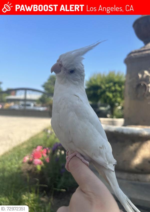 Lost Male Bird last seen Wingo St Arleta , Los Angeles, CA 91331