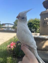 Lost Male Bird last seen Wingo St Arleta , Los Angeles, CA 91331