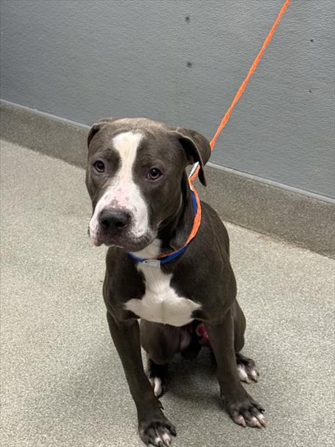 Shelter Stray Male Dog last seen , Las Vegas, NV 89101