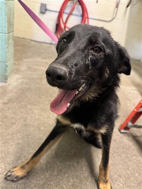 Shelter Stray Female Dog last seen SEQUOIA PACIFIC BLVD & N B ST, 2127 Front St, Sacramento, CA 95818, USA