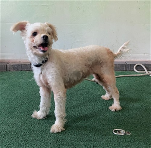 Shelter Stray Female Dog last seen , Irwindale, CA 91706