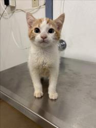 Shelter Stray Female Cat last seen LEFT OUTSIDE SHELTER, Hayward, CA 94544