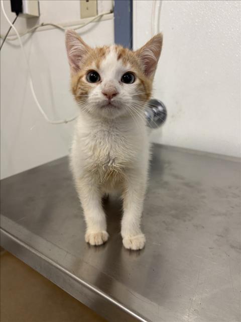 Shelter Stray Female Cat last seen LEFT OUTSIDE SHELTER, Hayward, CA 94544