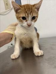 Shelter Stray Male Cat last seen LEFT OUTSIDE SHELTER, Hayward, CA 94544