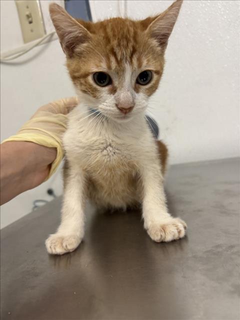 Shelter Stray Male Cat last seen LEFT OUTSIDE SHELTER, Hayward, CA 94544