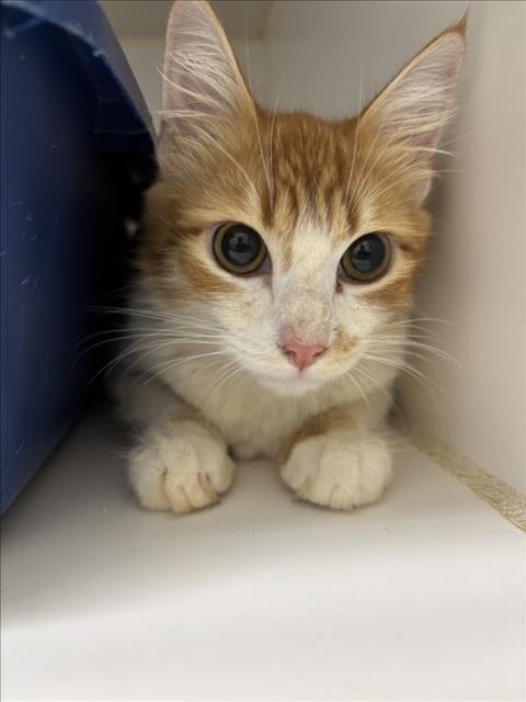 Shelter Stray Female Cat last seen LEFT OUTSIDE SHELTER, Hayward, CA 94544