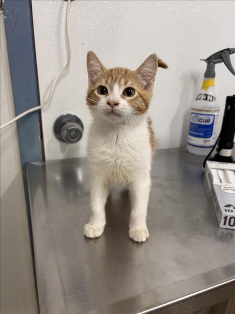Shelter Stray Female Cat last seen LEFT OUTSIDE SHELTER, Hayward, CA 94544