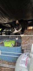 Reunited Male Cat last seen Near Northwest 130th Street, Williston, FL, Williston, FL 32696