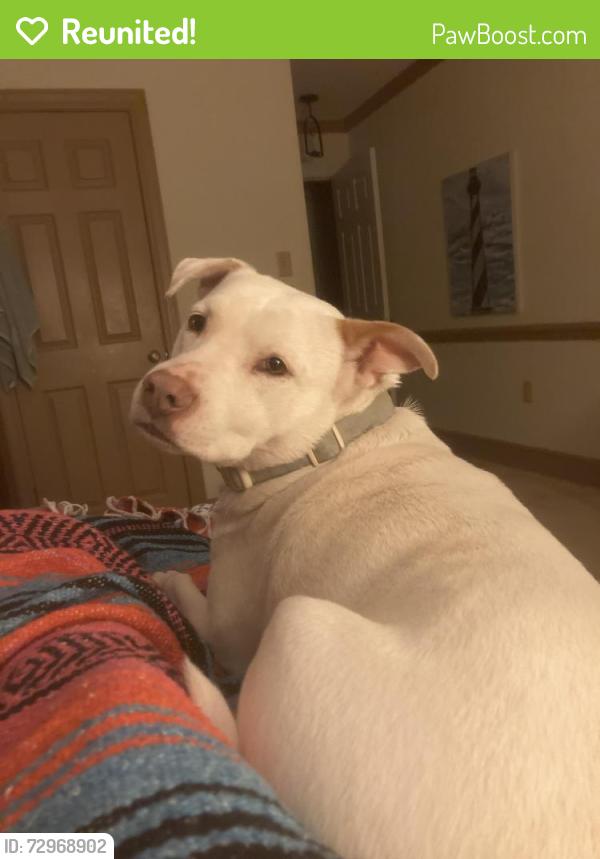 Reunited Female Dog last seen Benvenue, Thomas Betts, Peele Rd. Rocky Mount, NC, Rocky Mount, NC 27804