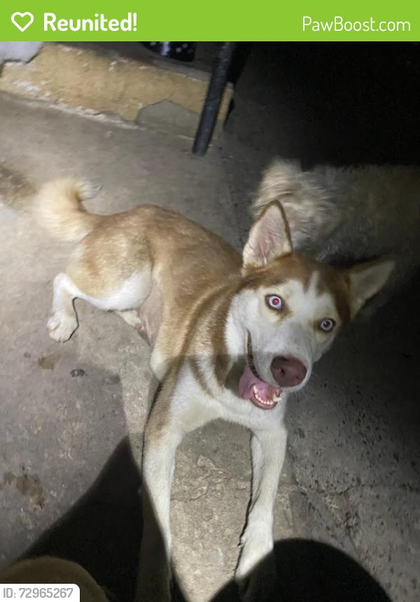 Reunited Female Dog last seen Cortez and milmo, Laredo, TX 78043