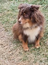Lost Male Dog last seen Confederate rd, Forsyth County, NC 27045