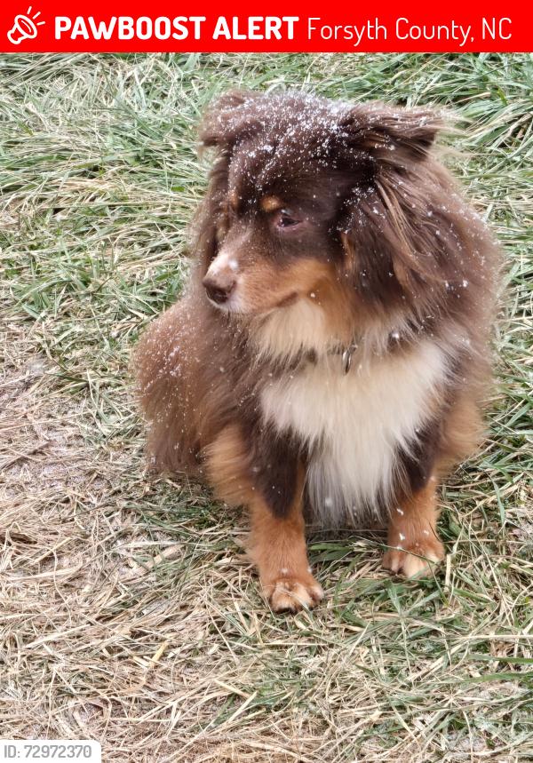 Lost Male Dog last seen Confederate rd, Forsyth County, NC 27045