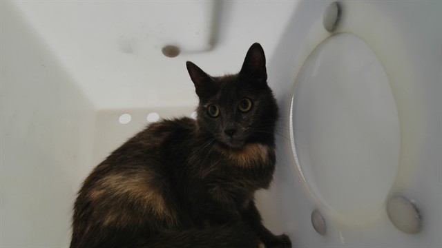 Shelter Stray Female Cat last seen Near BLOCK CONITA REAL, Albuquerque, NM 87105