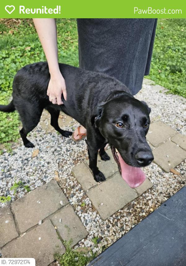 Reunited Female Dog last seen Ten mile creek green way, Knoxville, TN 37923