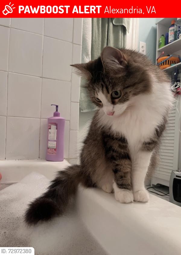 Lost Female Cat last seen Sweetbriar and Randolph Macon, Alexandria, VA 22307