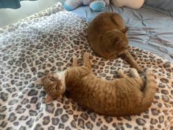 Reunited Male Cat last seen Near rustic rd, Greentown, PA, Greentown, PA 18426