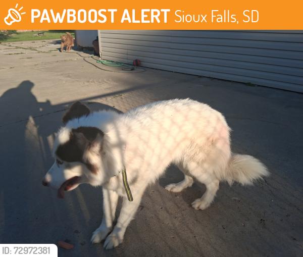 Found/Stray Unknown Dog last seen N 6th Ave and Benson, Sioux Falls, SD 57104