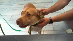 Shelter Stray Male Dog last seen CHARLOTTE, 8315 Byrum Dr, Charlotte, NC 28217, USA