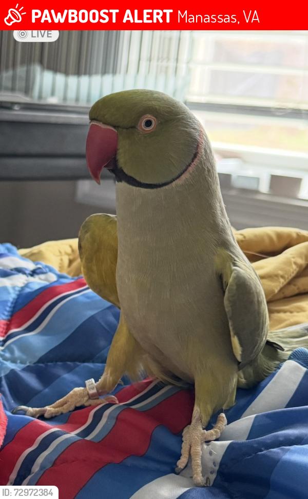 Lost Male Bird last seen Highway 234/Prince William Parkway, Manassas, VA 20112