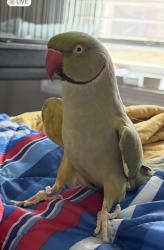 Lost Male Bird last seen Highway 234/Prince William Parkway, Manassas, VA 20112