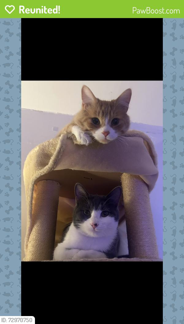 Reunited Male Cat last seen Near Kent montreal, Montréal, QC H3S 1M8