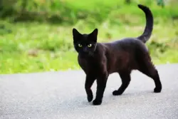 Found/Stray Male Cat last seen South Semoran Blvd near Univervisity Blvd in front of Parkview Villas, Orlando, FL 32812