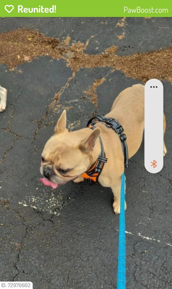 Reunited Male Dog last seen Alvista Hollywood, Hollywood, FL 33021