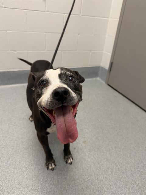 Shelter Stray Female Dog last seen Near , 2600 S Harding St, Indianapolis, IN 46221, USA