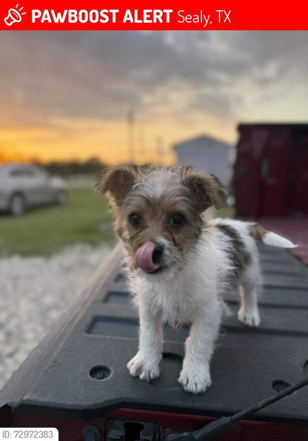 Lost Female Dog last seen Hwy 90 & Roosevelt st Sealy tx 77474, Sealy, TX 77474