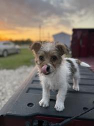 Lost Female Dog last seen Hwy 90 & Roosevelt st Sealy tx 77474, Sealy, TX 77474