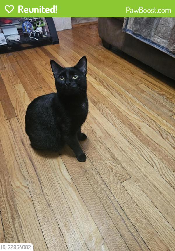 Reunited Male Cat last seen W Lawrence , Albany, NY 12203