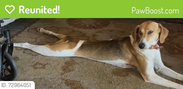 Reunited Male Dog last seen Coston Rd and Turtles Rd, Richlands, NC 28574