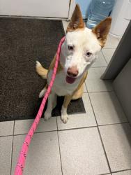 Found/Stray Female Dog last seen Chestnut, Mount Arlington, NJ 07856